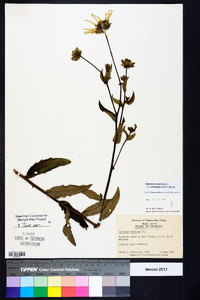 Silphium asteriscus image