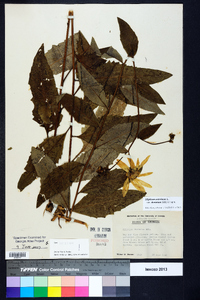 Silphium asteriscus image