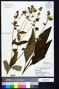 Silphium asteriscus var. dentatum image