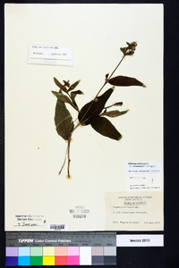 Silphium asteriscus var. dentatum image