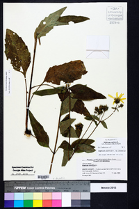 Silphium asteriscus image