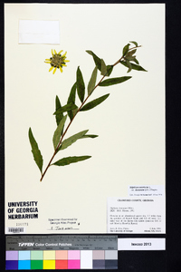 Silphium asteriscus var. dentatum image