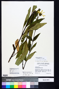 Silphium asteriscus image