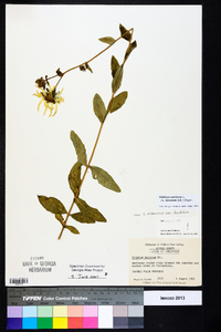 Silphium asteriscus var. dentatum image