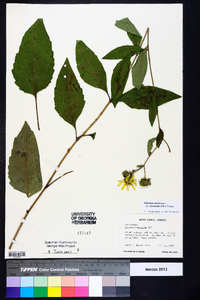 Silphium asteriscus image