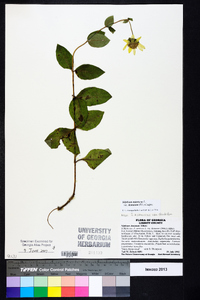 Silphium asteriscus var. dentatum image