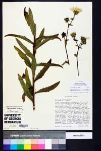 Silphium asteriscus image