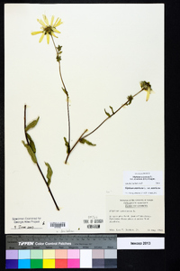 Silphium asteriscus var. dentatum image