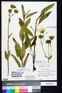 Silphium asteriscus var. asteriscus image