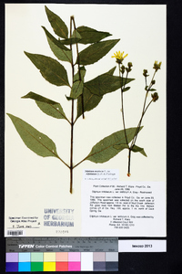 Silphium asteriscus image