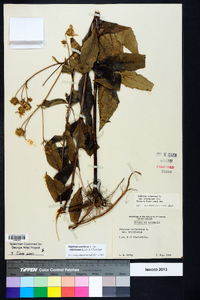 Silphium asteriscus var. trifoliatum image