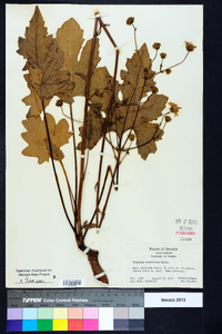 Silphium compositum image