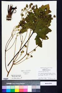 Silphium compositum image