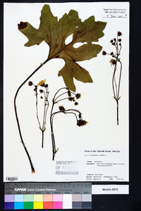 Silphium compositum image