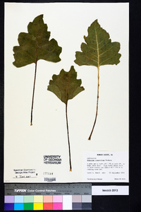 Silphium compositum image