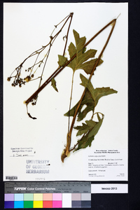 Silphium compositum image