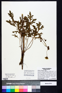 Silphium compositum image