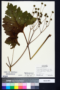 Silphium compositum image