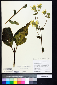 Silphium mohrii image