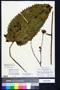 Silphium terebinthinaceum var. terebinthinaceum image