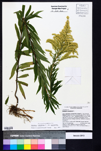 Solidago altissima var. altissima image