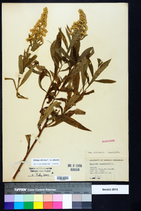 Solidago altissima var. altissima image