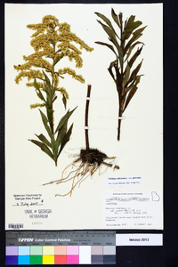 Solidago altissima var. altissima image