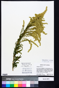 Solidago altissima var. altissima image