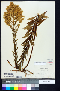 Solidago altissima var. altissima image