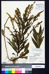 Solidago altissima var. altissima image