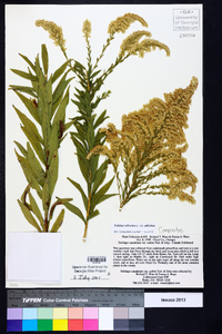 Solidago altissima var. altissima image