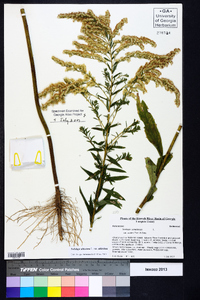 Solidago altissima var. altissima image