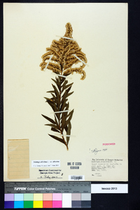 Solidago altissima var. altissima image