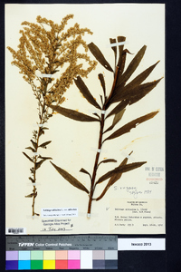 Solidago altissima var. altissima image