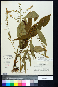 Solidago arguta subsp. caroliniana image