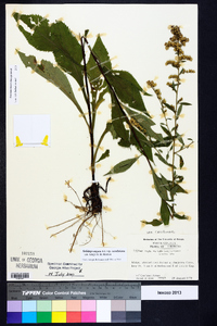 Solidago arguta subsp. caroliniana image