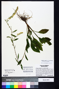 Solidago arguta subsp. caroliniana image