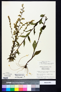 Solidago arguta subsp. caroliniana image