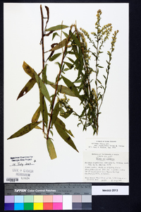 Solidago arguta subsp. caroliniana image