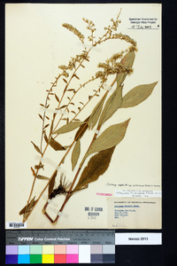 Solidago arguta subsp. caroliniana image