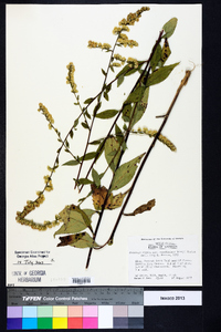 Solidago arguta subsp. caroliniana image