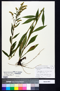 Solidago arguta subsp. caroliniana image