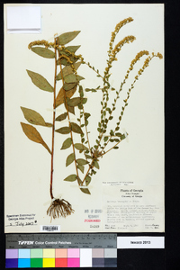 Solidago brachyphylla image