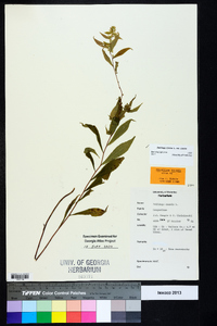 Solidago caesia var. caesia image