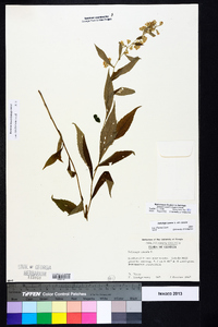 Solidago caesia var. caesia image