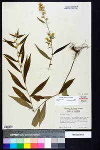 Solidago caesia var. caesia image