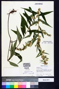 Solidago caesia var. caesia image