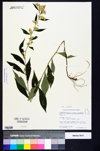 Solidago caesia var. zedia image