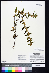 Solidago caesia var. zedia image