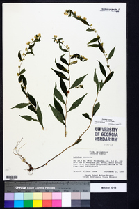 Solidago caesia var. zedia image